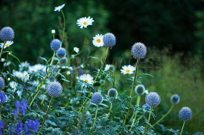 Buy stock photo Shot of garden flowers growing outside 