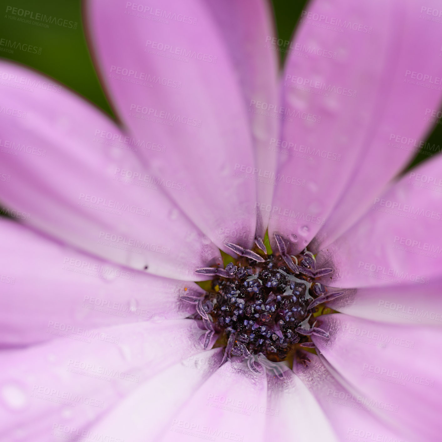 Buy stock photo Flowers, texture and daisy in spring, macro and bright color display in season, outdoor and garden. Sustainability, earth and nature with plants as botany, blossom and floral wallpaper on background