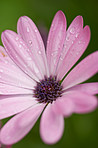 Beautiful budding flowers