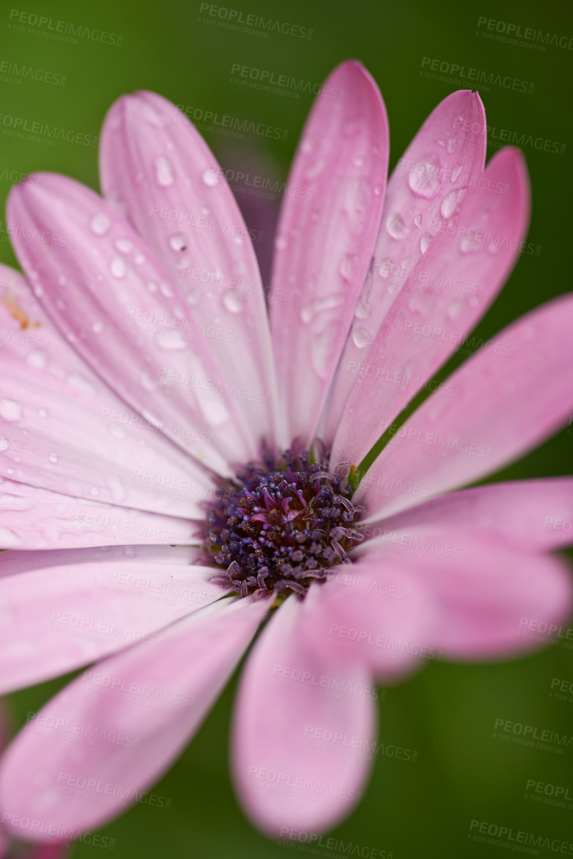 Buy stock photo Outdoor, forest and rose for sustainability with eco friendly, nature reserve and green environment. Closeup, botany and daisy flower with growth, future or blossom for garden or conservation