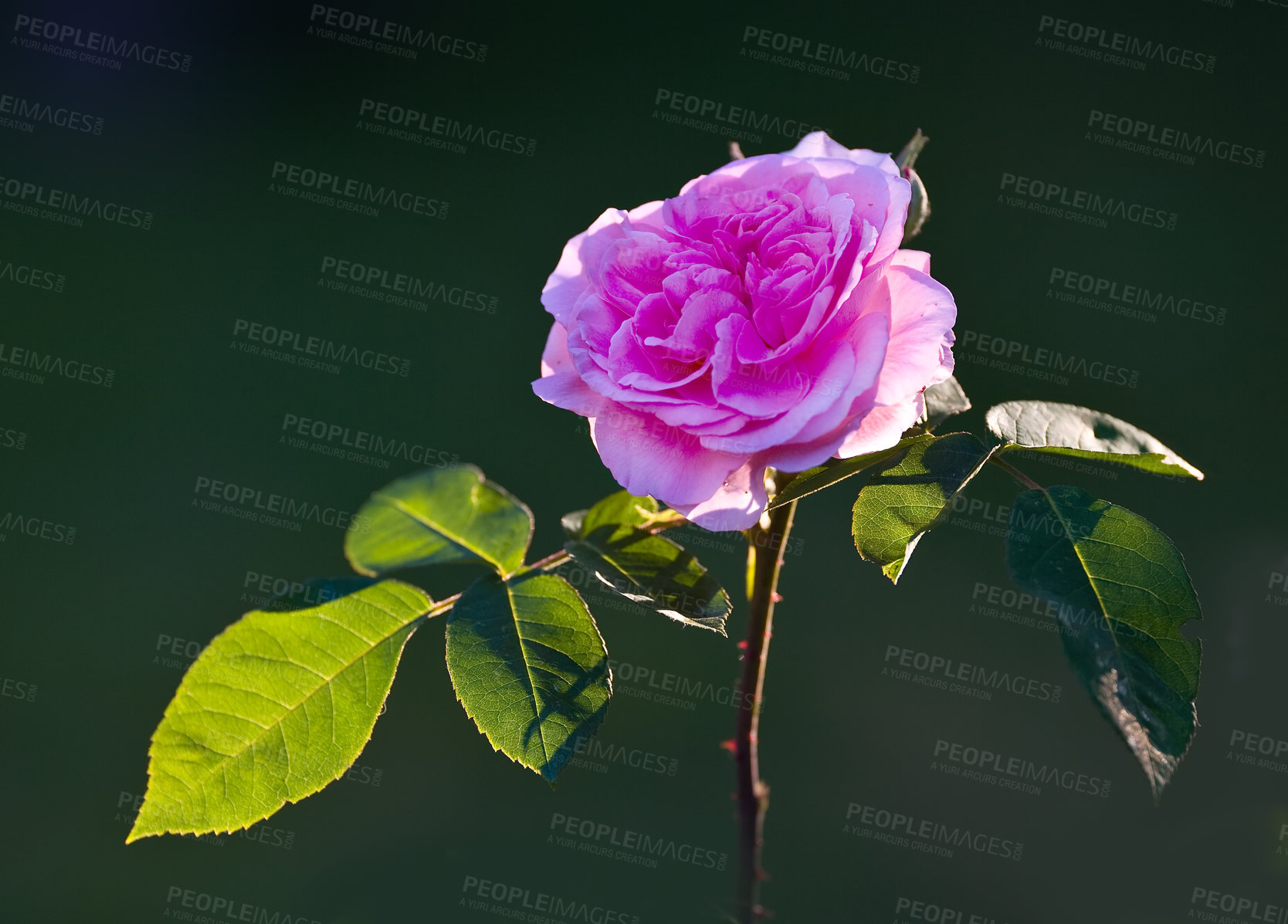 Buy stock photo Outside, woods and flower for sustainability with eco friendly, nature reserve and green environment. Closeup, colorful and  pink rose with growth, future or blossom for garden and conservation