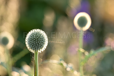 Buy stock photo Botany, nature and globe thistle in spring for bright color display in season, outdoor and garden. Sustainability, earth and texture with plants as flowers, blossom and floral wallpaper in background