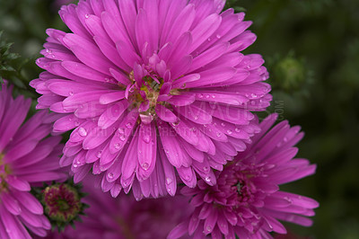 Buy stock photo Outside, forest and flower for sustainability with eco friendly, nature reserve and green environment. Closeup, colorful and  daisy plant with growth, future or blossom for garden and conservation