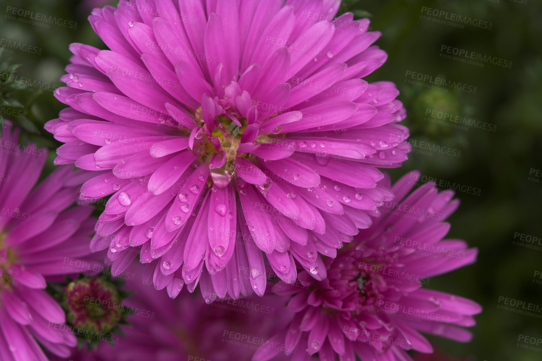 Buy stock photo Outside, forest and flower for sustainability with eco friendly, nature reserve and green environment. Closeup, colorful and  daisy plant with growth, future or blossom for garden and conservation