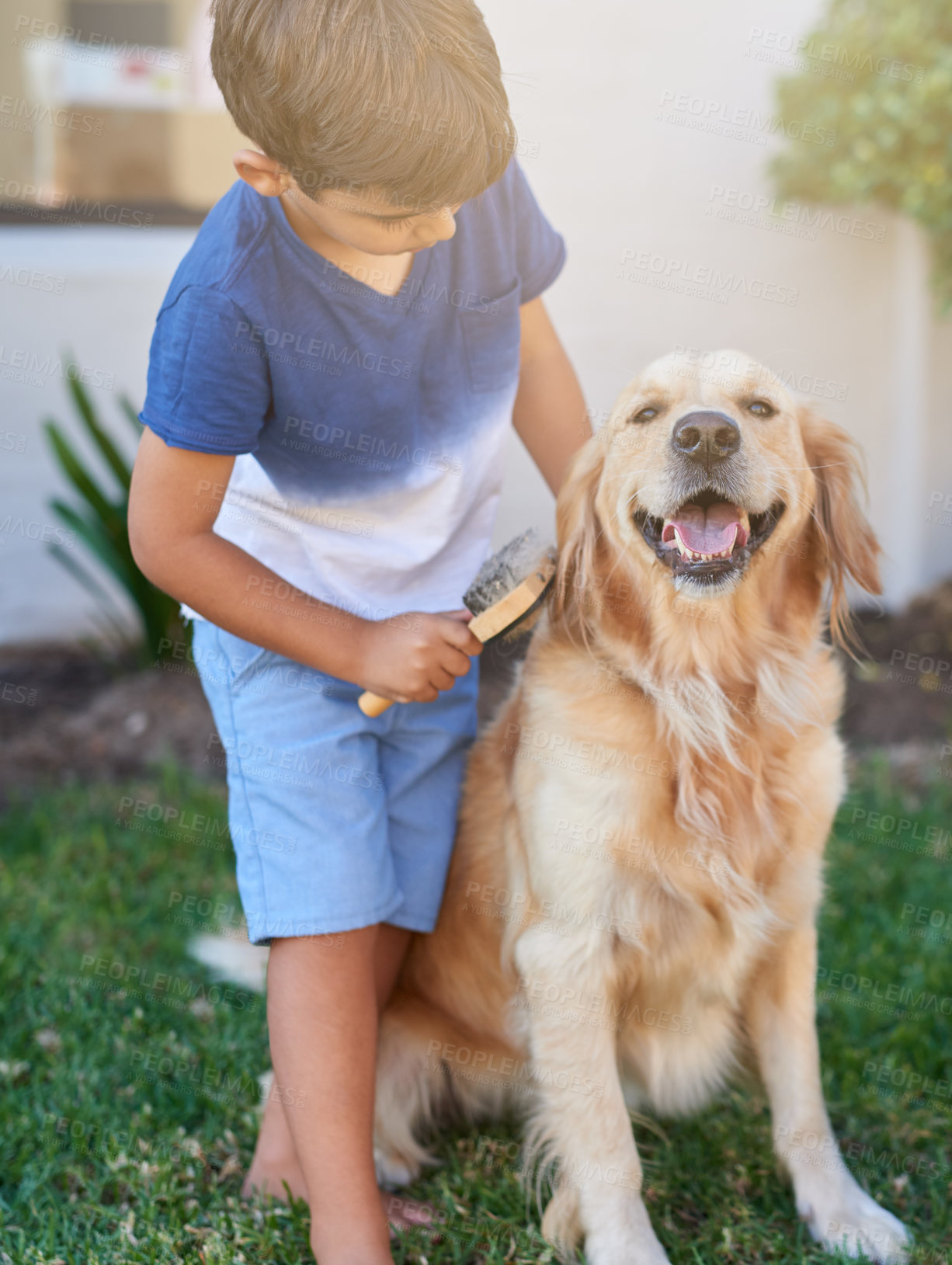 Buy stock photo Brushing fur, care and dog with a child in a garden for cleaning, responsibility and pet grooming. Love, young and a boy kid with a brush for the hair of a labrador in a backyard for routine