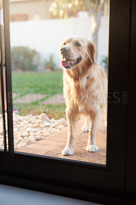 Buy stock photo Nature, dog and standing by window of door at home for pet care, patience and waiting at entrance. House, backyard and domestic animal outdoors with tongue out for curiosity, happiness and observing