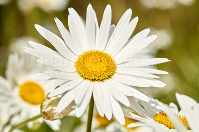 Buy stock photo Daisy, flowers and nature with spring, environment and leaves with growth, sustainability and plants. Empty, ecology and floral with marguerite, gardening or natural with blooming and countryside