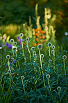 Globe Thistle flowers
