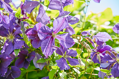 Buy stock photo Flower, nature and vine growth in outdoor environment for gardening, horticulture or landscaping. Leaf, plant and purple with Clematis in green ecosystem for development, bloom or peace in spring