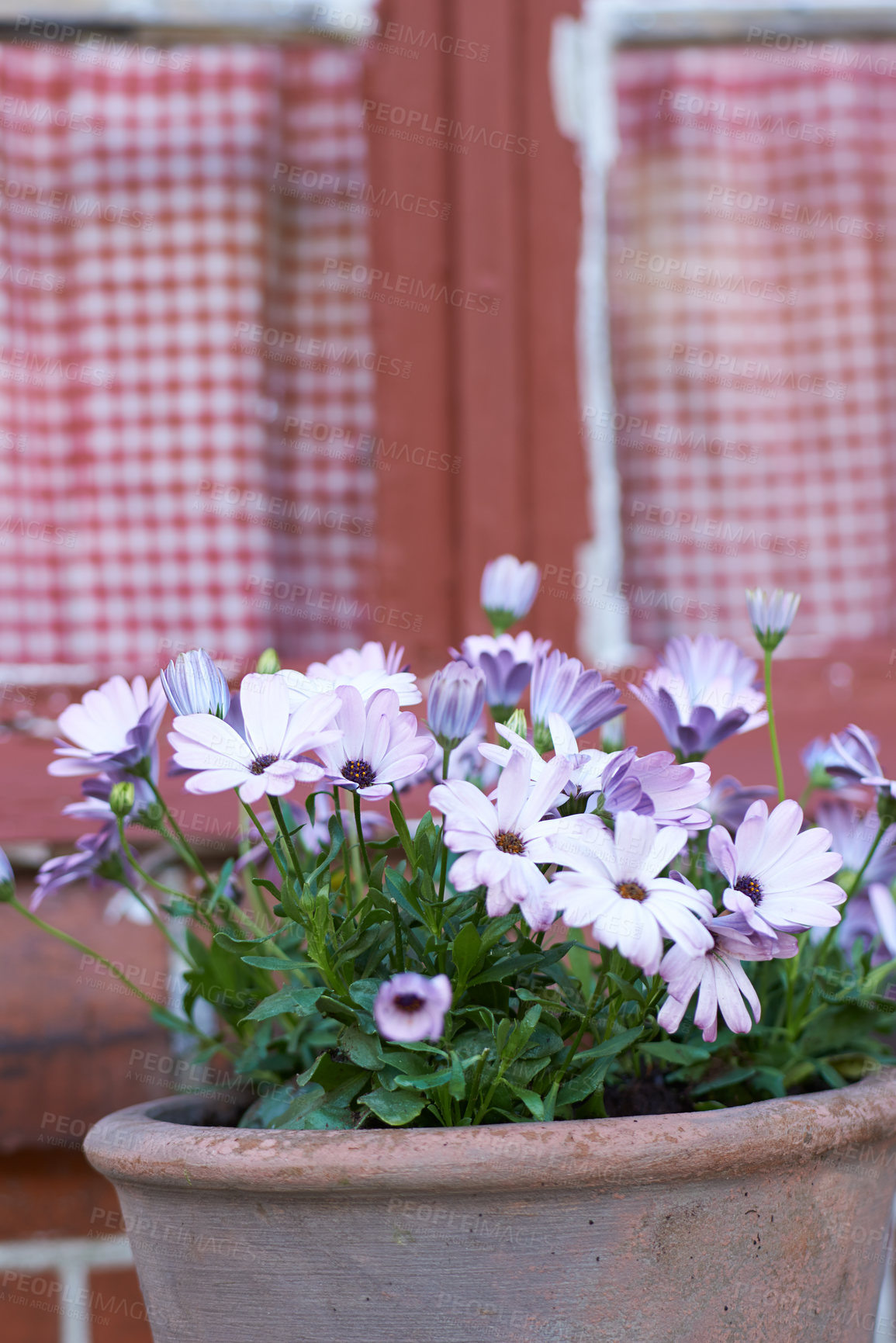 Buy stock photo Daisy, flowers and potted plant in backyard or garden of home for decoration, growth or sustainability. Botany, horticulture and landscaping with florets growing outdoor for beauty or ecology