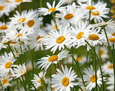 Buy stock photo Daisy, flowers and nature with growth, environment and leaves with plants, sustainability and spring. Empty, countryside and floral with marguerite, gardening or natural with agriculture or landscape