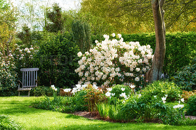 Buy stock photo Rhododendron is a genus of 1,024 species of woody plants in the heath family, either evergreen or deciduous, and found mainly in Asia, although it is also widespread throughout the Southern Highlands of the Appalachian Mountains of North America.