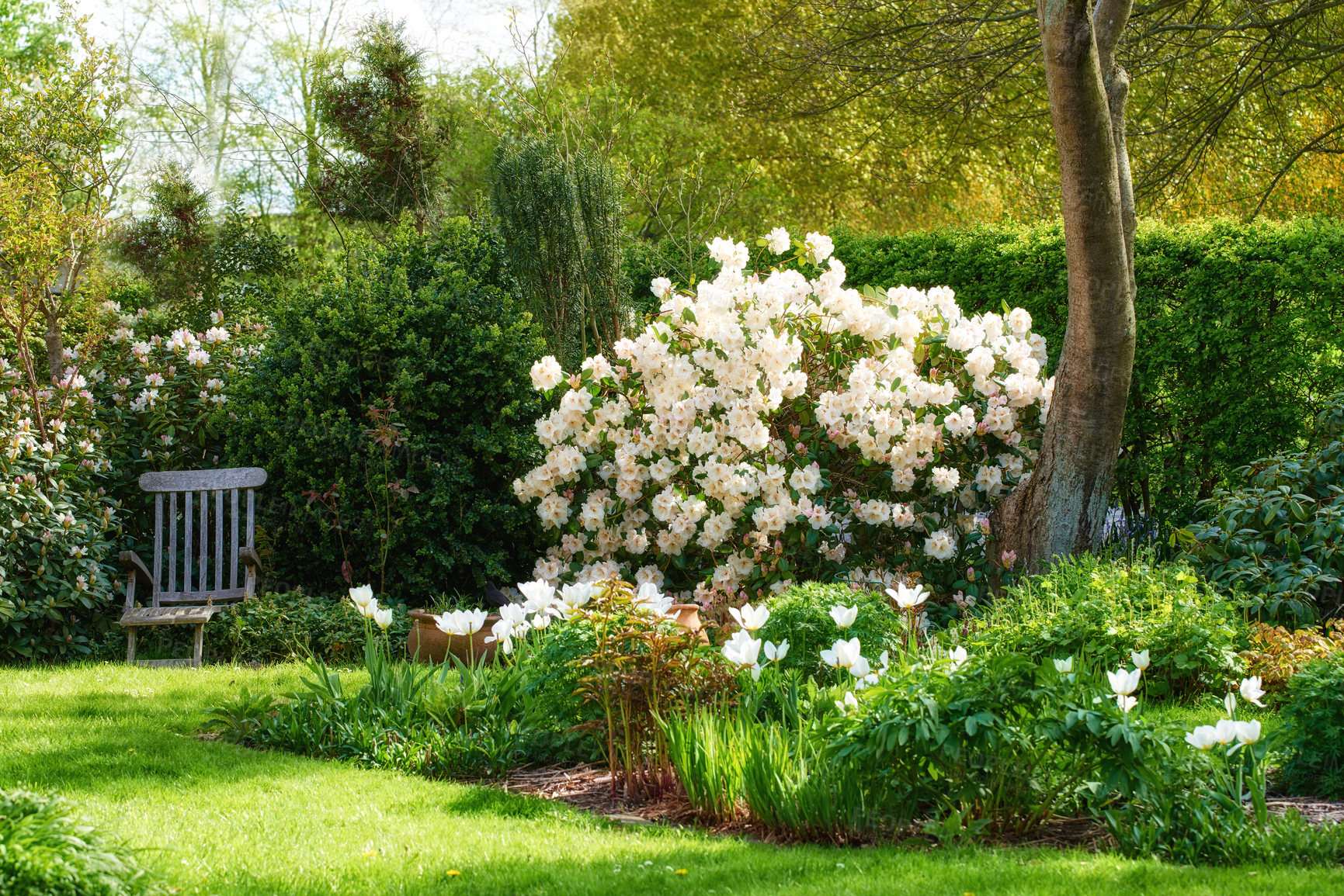 Buy stock photo Rhododendron is a genus of 1,024 species of woody plants in the heath family, either evergreen or deciduous, and found mainly in Asia, although it is also widespread throughout the Southern Highlands of the Appalachian Mountains of North America.