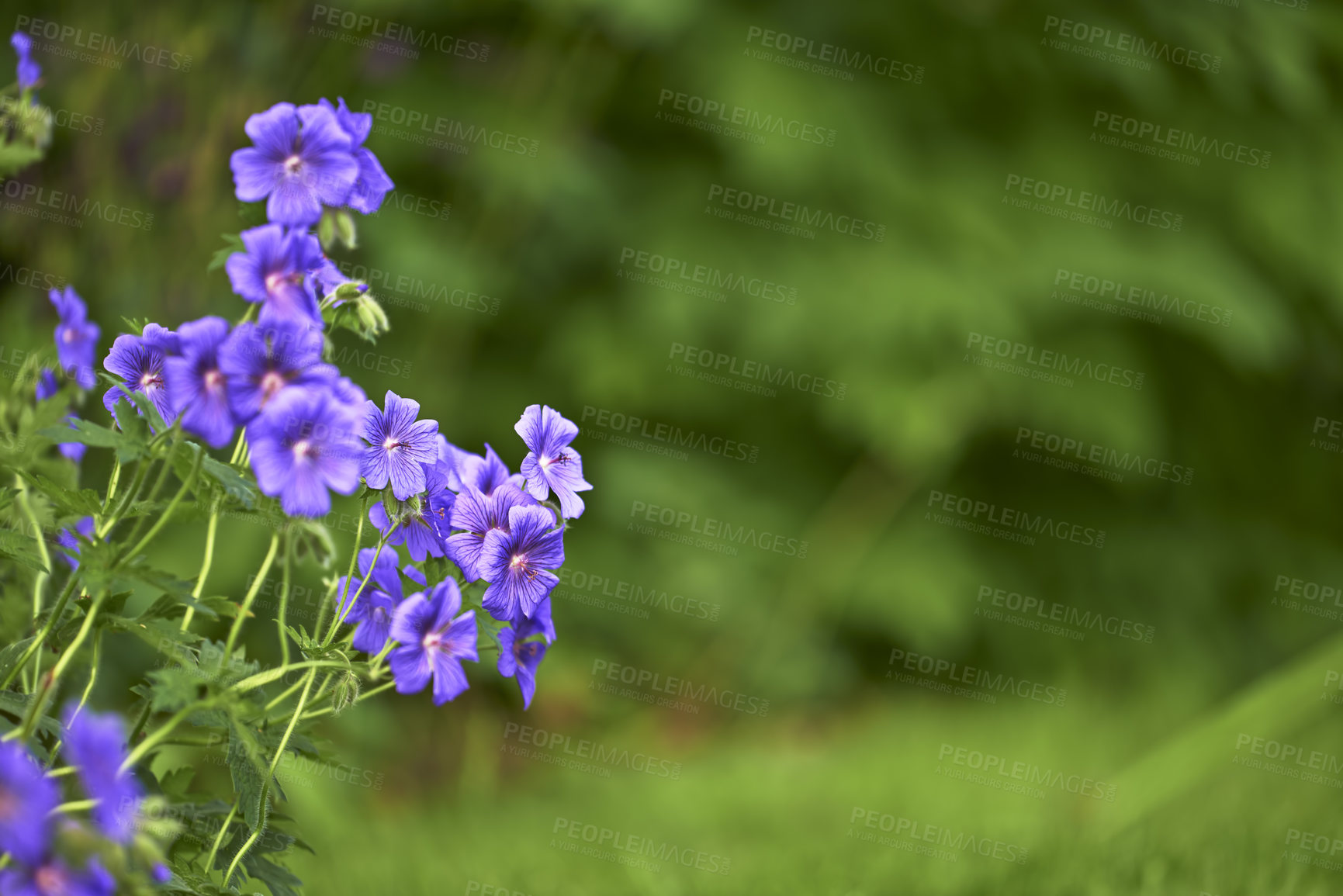 Buy stock photo Flowers, field and outdoor ecology in environment, cranesbill bush and growth or blooming in nature. Plants, blossom and countryside woods with botany for peace in ecosystem, space and vegetation