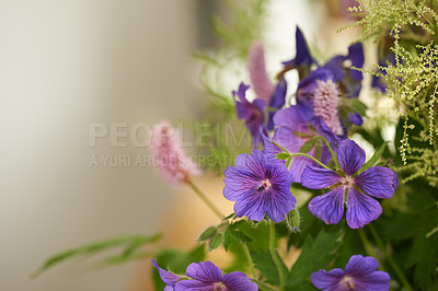 Buy stock photo Plants, calm and home for ecology or petal, flower bouquet and growth or blooming in apartment. Cranesbill, blossom and mockup space with botany for peace in living room, morning and sustainable