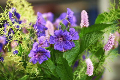 Buy stock photo Calm, plants and outdoor ecology in environment, cranesbill bush and growth or bloom in nature. Garden, flowers and countryside forest with botany for peace in ecosystem, wilderness and vegetation