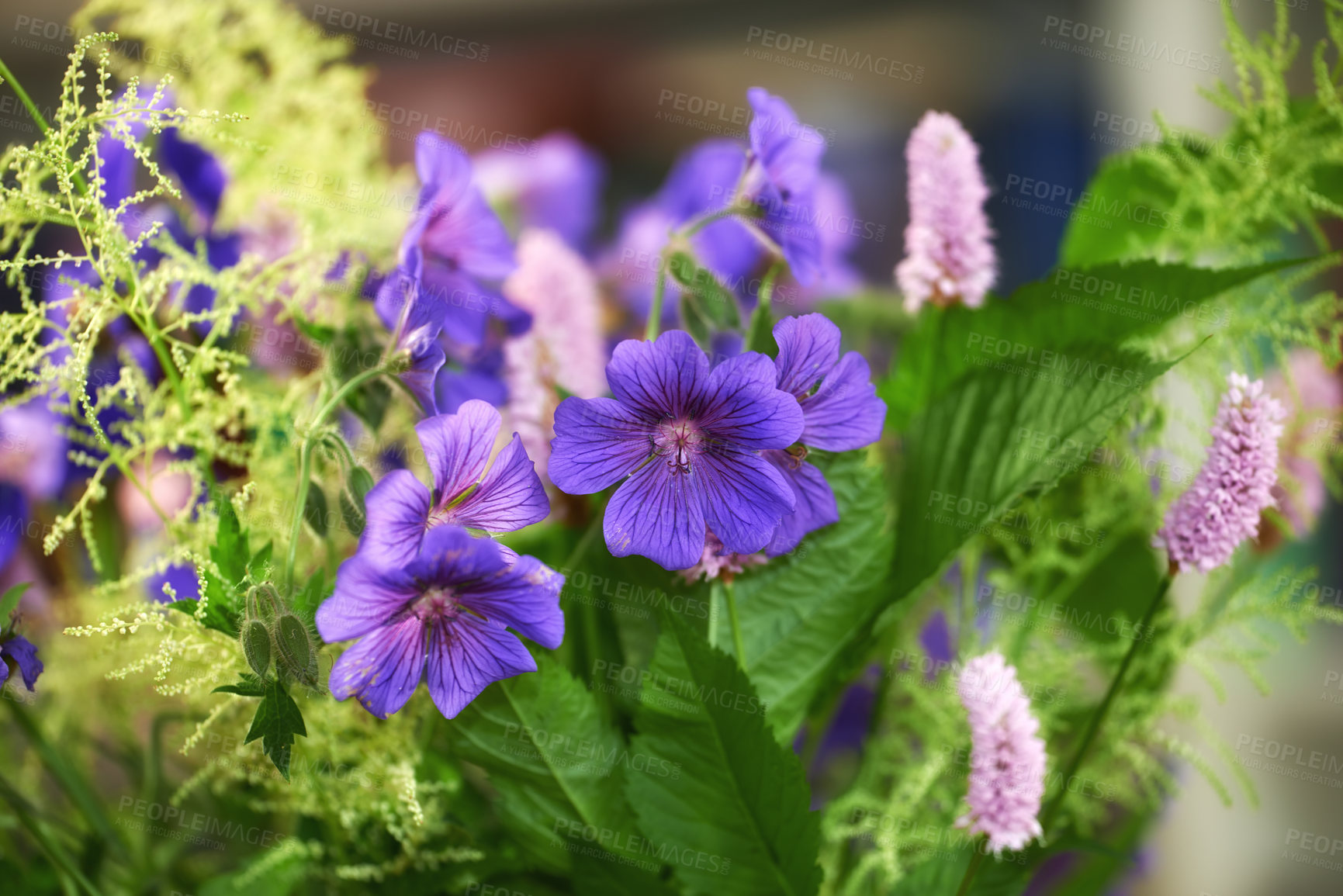 Buy stock photo Calm, plants and outdoor ecology in environment, cranesbill bush and growth or bloom in nature. Garden, flowers and countryside forest with botany for peace in ecosystem, wilderness and vegetation