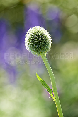 Buy stock photo Nature, garden and globe thistle in environment with leaf for eco friendly, growth and herbal benefit. Plant, bloom and flora with Echinops in summer for sustainable, natural and alternative medicine