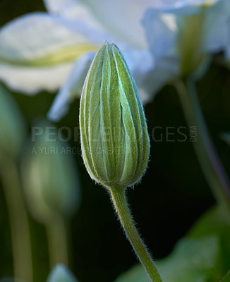 Buy stock photo Bud, flower or plant in garden closeup for horticulture, growth or sustainability. Botany, clematis and landscaping with vine growing outdoor in backyard or nature for beginning or start of spring