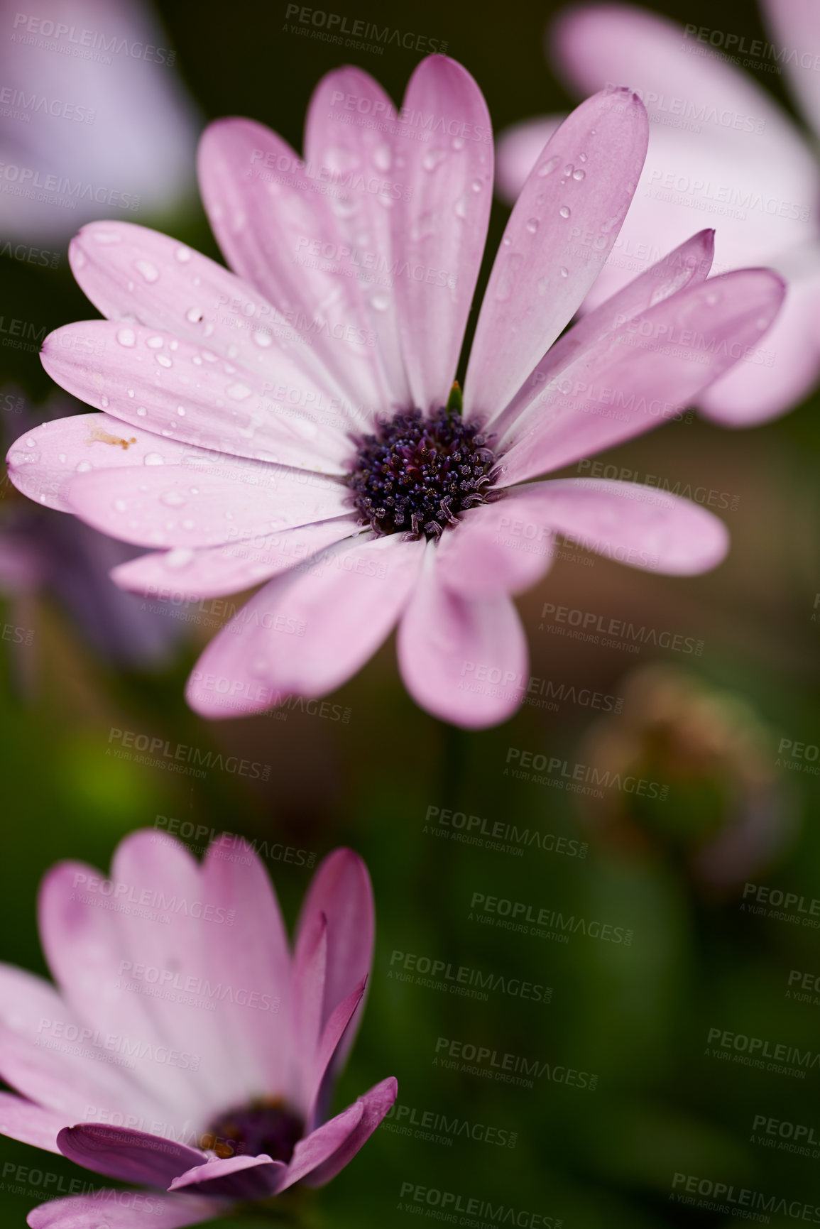 Buy stock photo Daisy, field and outdoor ecology in environment, flower bush and growth or blooming in nature. Plant, closeup and countryside forest with botany for peace in ecosystem, wilderness and vegetation