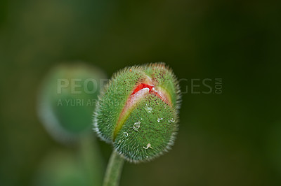 Buy stock photo Iceland Poppy. Papaver croceum, common name ice poppy, is a species of flowering plant in the family Papaveraceae