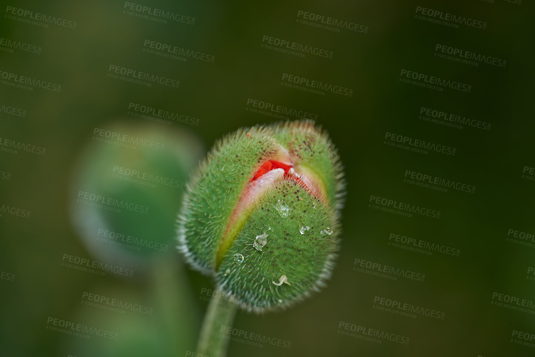 Buy stock photo Iceland Poppy. Papaver croceum, common name ice poppy, is a species of flowering plant in the family Papaveraceae