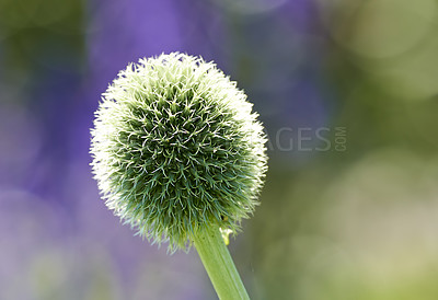 Buy stock photo Summer, garden and globe thistle with environment for eco friendly, growth and herbal benefit. Plant, blooming and flora with Echinops in nature for sustainable, natural and alternative medicine