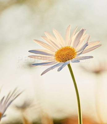 Buy stock photo Daisy closeup, summer or flower in environment, botanical bush or park or blooming in nature. Plant, blossom and countryside botany for peace in ecosystem, outdoor wilderness and vegetation growth