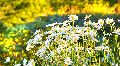 Buy stock photo Garden photos - the beautiful Daisy - Marguerite 