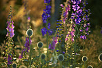 Globe Thistle flowers