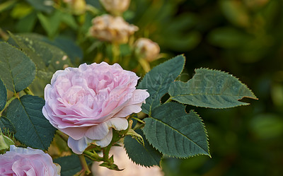 Buy stock photo A photo of a beautiful pink rose in the garden
