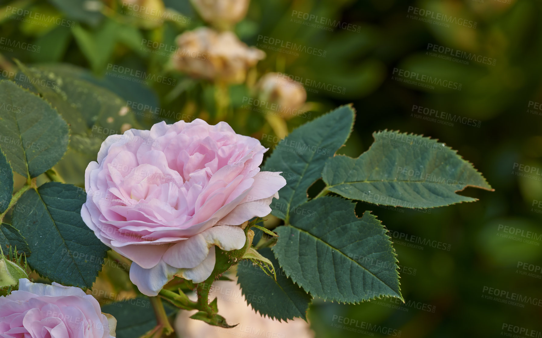 Buy stock photo A photo of a beautiful pink rose in the garden