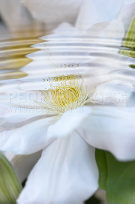 Buy stock photo Nature, spring and ripple with flowers in garden for sustainability, growth and floral. Biodiversity, conservation and ecology with clematis plant in countryside for blossom, environment and season 