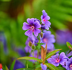 Meadow Geranium - also Geranium pratense -  Johnson&Acirc;&acute;s Blue