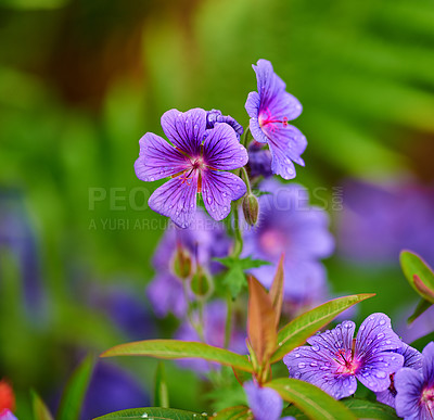 Buy stock photo Flowers, growth and outdoor in nature, droplets and eco friendly in environment, leaves or sustainability. Color, petals and blossom of plant, garden and ecosystem in spring or meadow geranium in USA