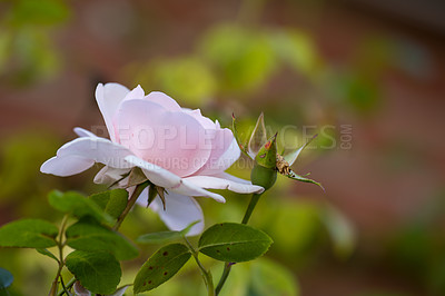 Buy stock photo Botany, bloom and flower in garden closeup for conservation, growth or sustainability on nature. Environment, plant and rose growing in backyard ecosystem for eco friendly or spring landscaping