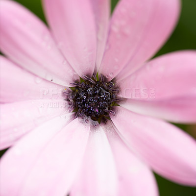 Osteospermum Flowers - Pink Daysi