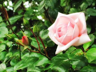 Buy stock photo Rose, woods and outdoor ecology in environment, flower bush and growth or blooming in nature. Plant, blossom and countryside forest with botany for peace in ecosystem, sustainability and vegetation