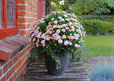 Buy stock photo Garden, outdoor and growth of flowers, floral and color of pot plant, spring and nature in environment. Leaves, eco friendly and bloom of seedling, sustainability and petals of ray florets and sprout