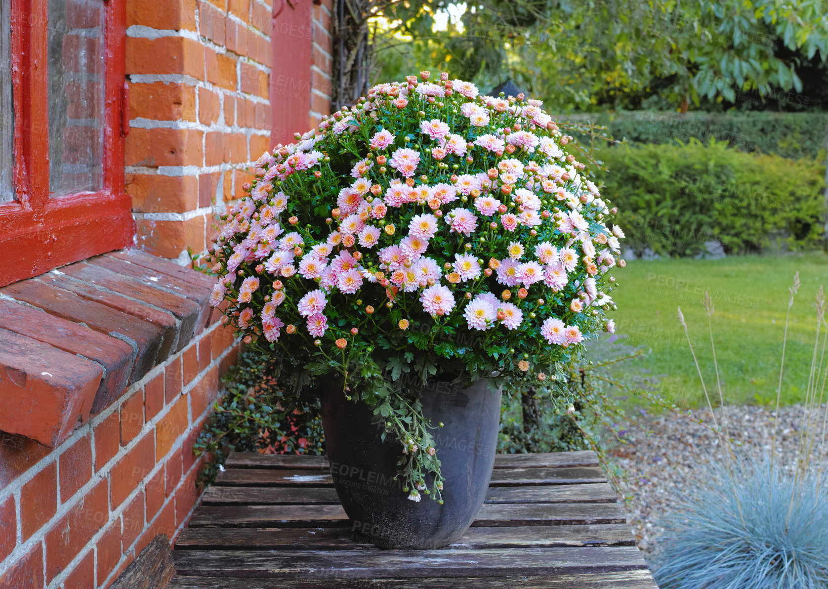 Buy stock photo Garden, outdoor and growth of flowers, floral and color of pot plant, spring and nature in environment. Leaves, eco friendly and bloom of seedling, sustainability and petals of ray florets and sprout
