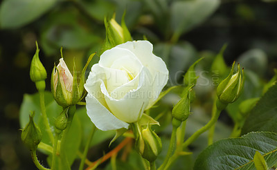 Buy stock photo Flowers, growth and outdoor in nature, floral and eco friendly in environment, leaves and sustainability. Color, petals and blossom of plant, garden and ecosystem in spring, green and rose in France