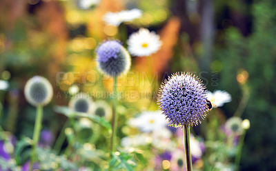 Buy stock photo Nature, growth and echinops with flowers in garden for sustainability, green and ecosystem. Biodiversity, conservation and ecology with blue globe thistle plant in countryside for blossom and season 