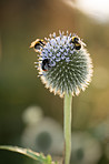 Globe Thistle flowers