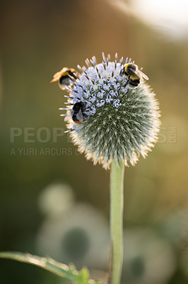 Buy stock photo Nature, bees and echinops with flowers in garden for sustainability, pollen and ecosystem. Biodiversity, conservation and ecology with blue globe thistle plant in countryside for blossom and season 