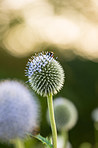 Globe Thistle flowers