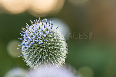 Buy stock photo Garden, flower and globe thistle in environment for eco friendly, natural and herbal benefit. Nature, plant and blooming with Echinops in summer for sustainable, growth and alternative medicine