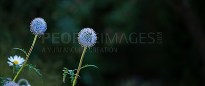 Buy stock photo Nature, leaves and globe thistle with environment in garden for eco friendly, growth and herbal benefit. Bloom, plant and Echinops with mockup space for sustainable, natural and alternative medicine