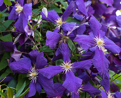 Buy stock photo Leather flower, nature and vine growth in outdoor environment for gardening, horticulture or landscaping. Leaf, plant and purple Clematis in green ecosystem for development, bloom or peace in spring