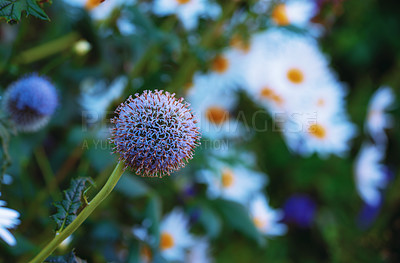 Buy stock photo Garden, flowers and globe thistle with sustainability in nature for eco friendly, growth and herbal benefit. Bloom, plant and flora with Echinops for natural, environment and alternative medicine