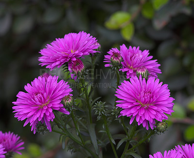 Buy stock photo Nature, spring and floral with flowers in garden for sustainability, growth and ecosystem. Biodiversity, conservation and ecology with daisy plant in countryside for blossom, environment and season 